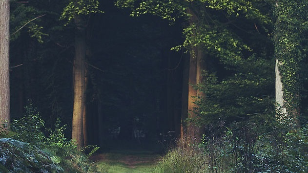 Picsart banner for @disappearance