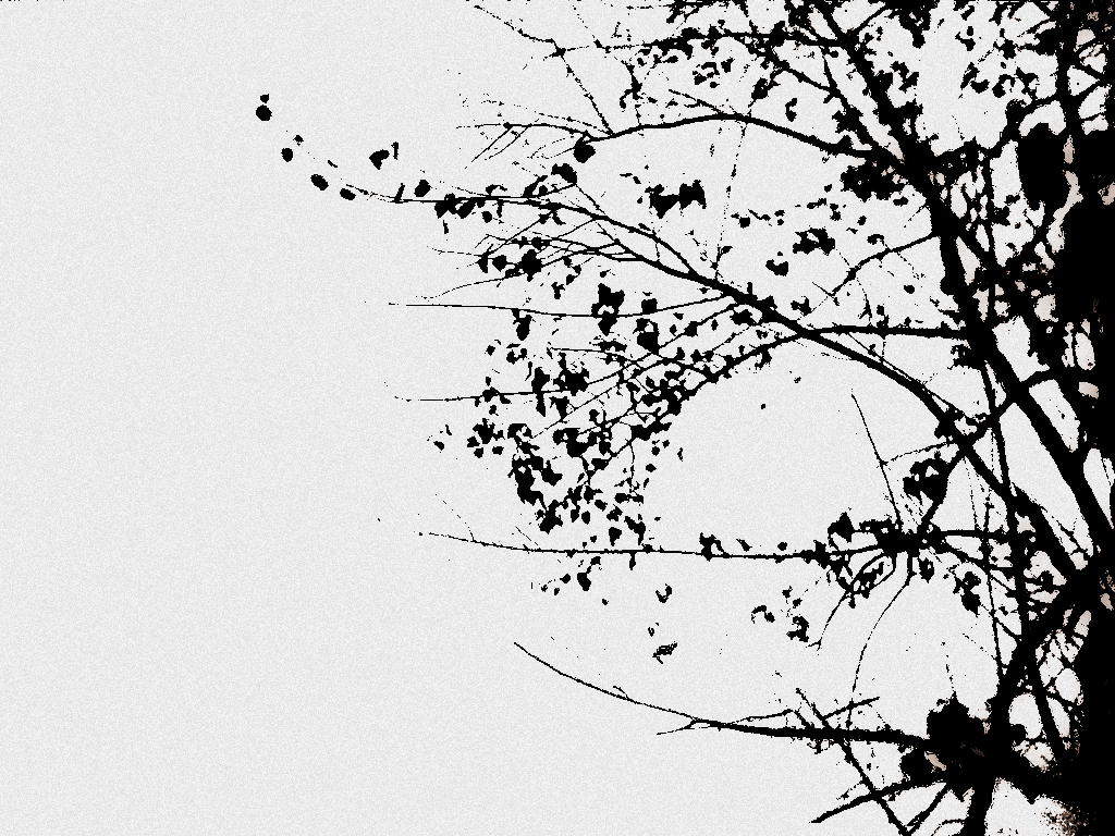  Hitam Putih Ranting Pohon Image by Veri Hinta
