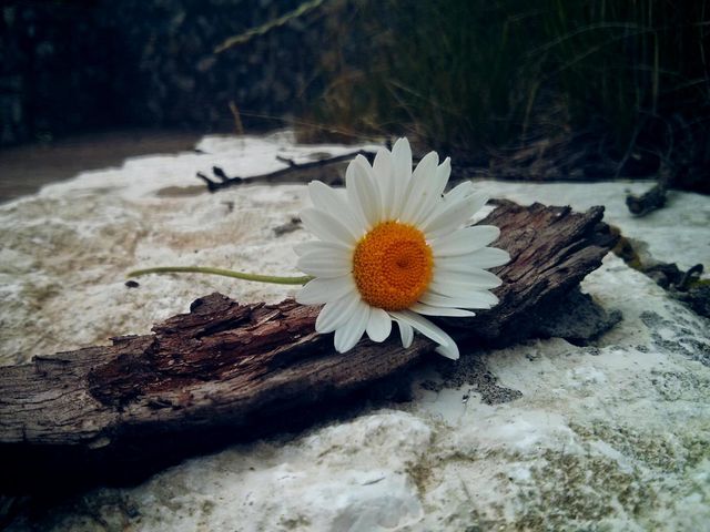 picture of a chamomile 