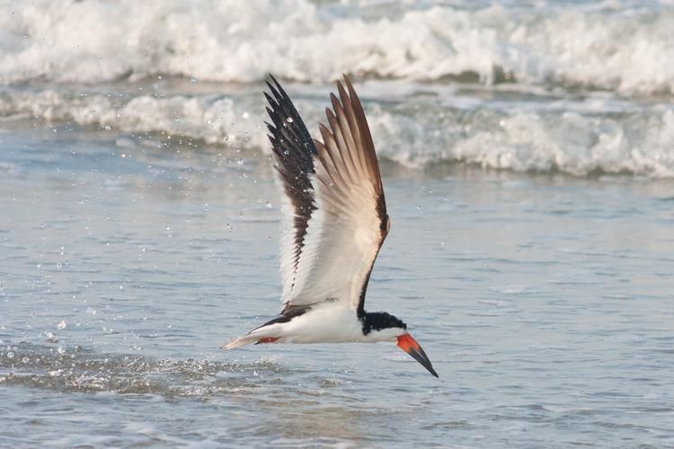 bird photography