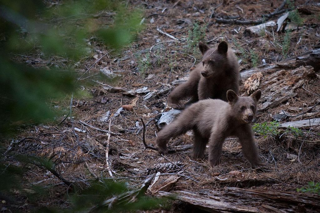 wildlife photography